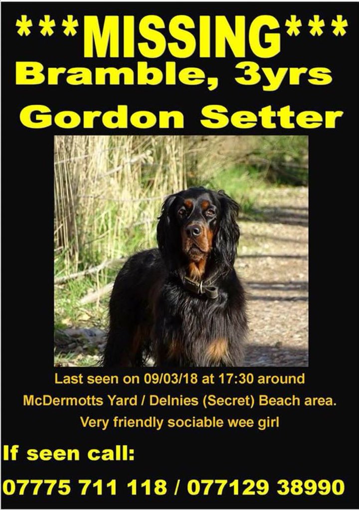 Please RT! 🐾🐾 #FindBramble #Inverness #Scotland #GordonSetter #Missing #Lost 🐾🐾🆘🆘🆘