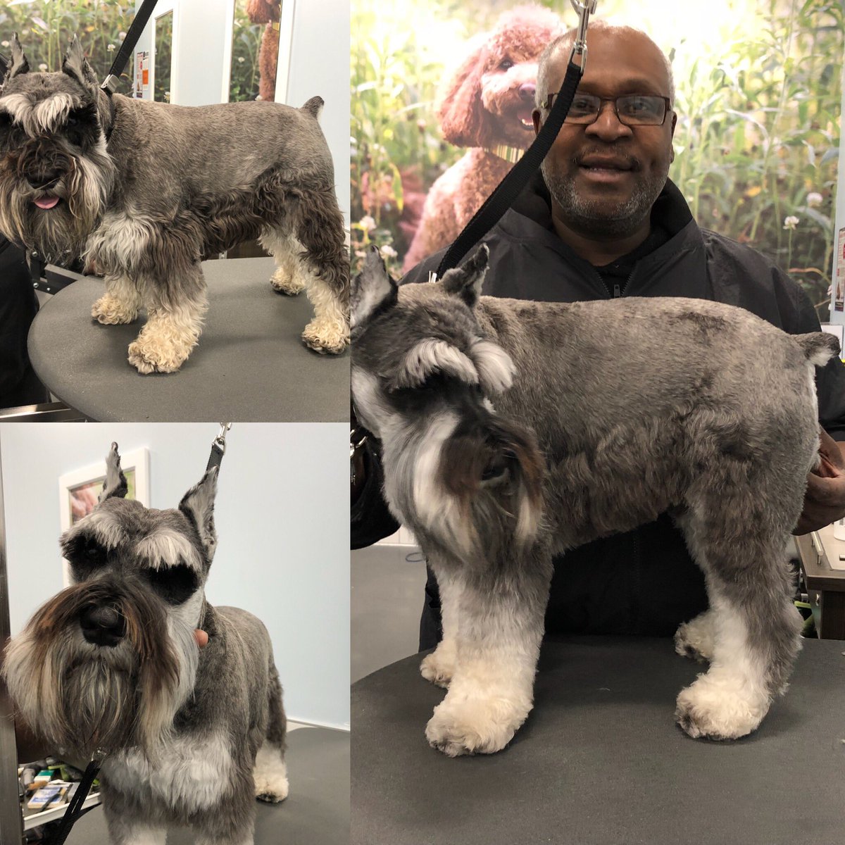 Axle groomed by David M. #2702 #longisland #northeastgrooming #breedcut @LauraG_DAT