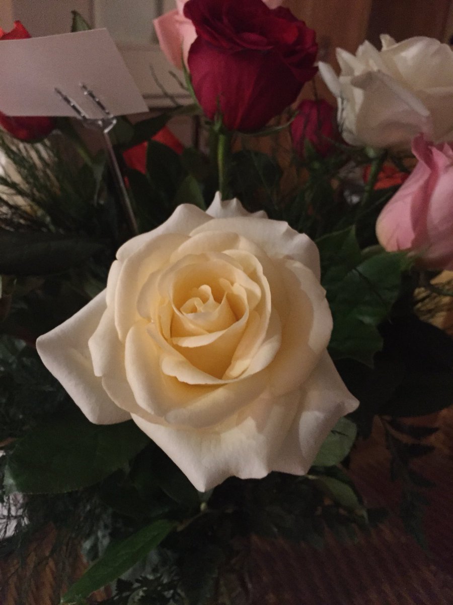 Pheramuse's tweet photo. How sweet the smell of a single rose can be   #ThingsWeTakeForGranted https://t.co/zT5IOWQhhK