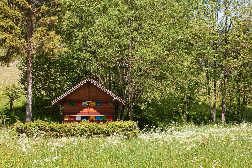 Surviving bee houses can be found all over Europe, here is a selection of beautiful one from Slovenia, Germany, and Switzerland. Modern bee houses are usually wheeled, to allow for strategic placement during pollination. Renting bee hives is more profitable than honey or wax!