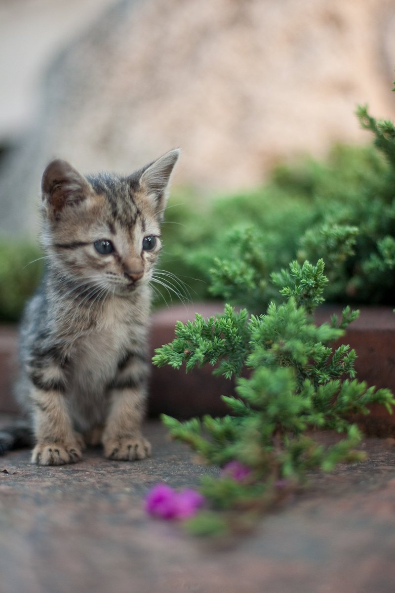 Cat__of_the_day's tweet photo. What Is Dis Gween Ting?
3/11/18
Cat of The Day
https://t.co/IxjwaJlq8T
#question #green #baby #amazing #amazement #stunning #wideeye ##cat #cats #kitty #kittycat #cutecat #cute #animals #picoftheday #catpic #pet #pets #funny #funnycat #meow #catphoto #kitten #gideonink #love https://t.co/Ue0ZY1yWo8