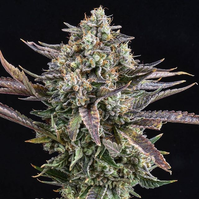 aznaturalselect's tweet photo. StarDawg⠀
⠀
#prop203 #letssmoke #Leafly #cannabiscommunity #weedmaps #loudunderlenses #azmmj #stonernation #stonersociety #potheadsociety #420lifestyle #weedstagram #maryjane #thc #420photography #cannabisculture #cannabiscup #medicalmarijuana #wesho… https://t.co/ByM0omzoAG https://t.co/U5YYjVnRJR