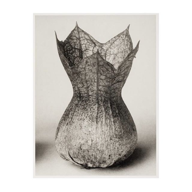 BVizoso's tweet photo. Karl Blossfeldt @asphodel_floral 👌🏼 https://t.co/g3qLeMHDbe https://t.co/f7Z1AnpNin