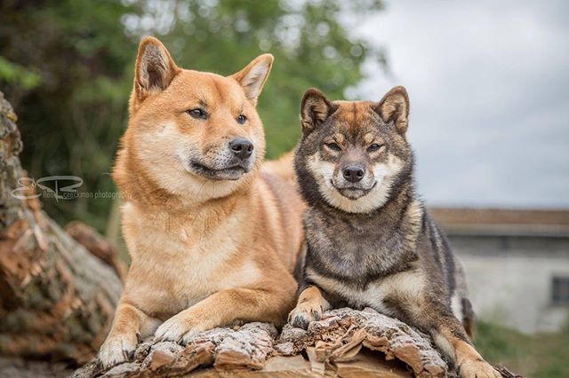 EvaDogcom's tweet photo. « The well-bred #ShibaInu is good-natured, alert, and bold. He is strong-willed and confident, and often has his own ideas about things. He is loyal and affectionate with his family, though tends to be suspicious of strangers. The Shiba Inu was used primarily as a hunting do… https://t.co/mtJDxO0tLc