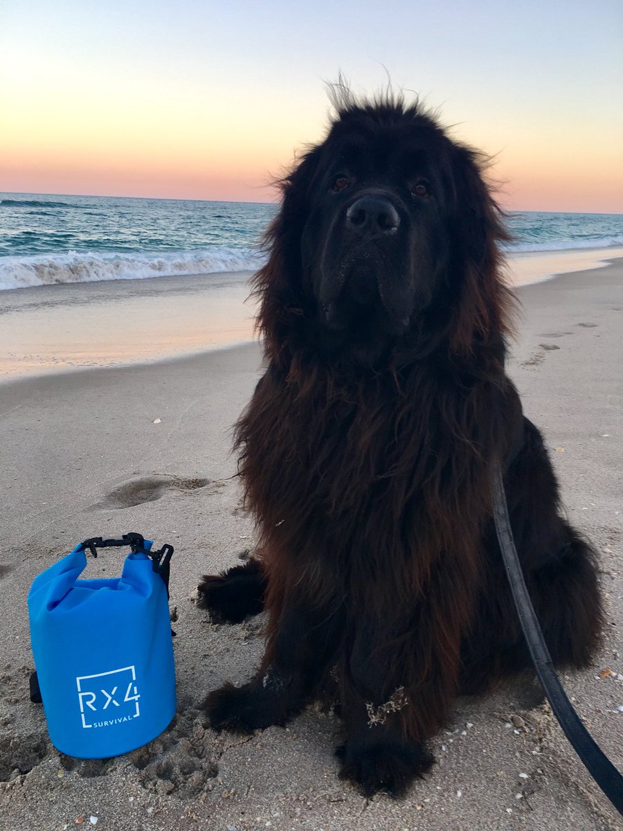 rx4_survival's tweet photo. Treat your furry friend 🐶 🐾 to our Pup On The Go Survival Kit! https://t.co/FO54JzXExU