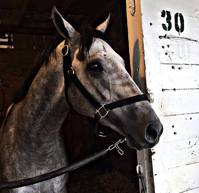 skylla__'s tweet image. Fast and Accurate is entered in the Kentucky Cup Classic Stakes. Hope to see him in the winners circle this Saturday! #fastandaccurate #turfwaypark #kentuckycupclassic