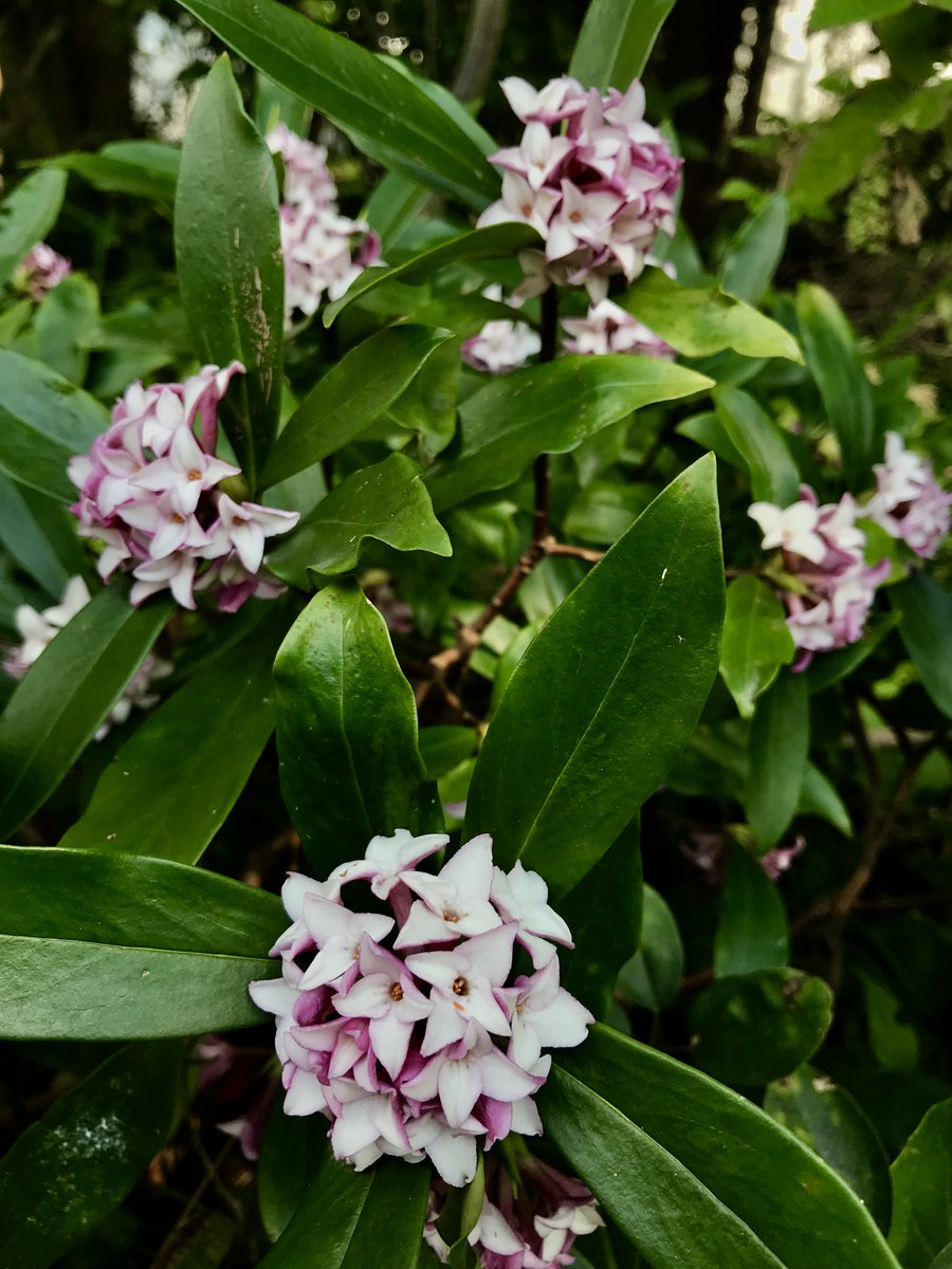 ট ইট র 福岡大学 七隈花便り 137 ジンチョウゲ 沈丁花 Winter Daphne 英名のdaphne ダフネ はギリシャ神話の女神の名で 月桂樹のギリシャ名でもある 葉の形が月桂樹に似ていることから 秋のキンモクセイに匹敵する春の香り 中国南部原産 福岡大学 ট ইট র 福岡大学 七隈花便り 137 ジンチョウゲ 沈丁花 Winter Daphne 英名のdaphne ダフネ はギリシャ神話の女神の名で 月桂樹のギリシャ名でもある 葉の形が月桂樹に似ていることから 秋のキンモクセイに匹敵する春の香り 中国南部原産 福岡大学