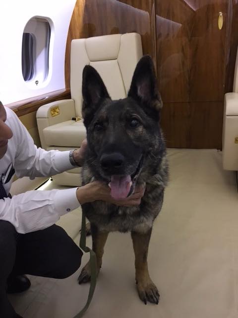 MarlenaTV's tweet image. #IRGO UPDATE + PIX - German shepherd set to land in Wichita, KS on a private charter after United Airlines mistakenly flew the 10-year-old pup to Japan. cnn.com/2018/03/14/us/…