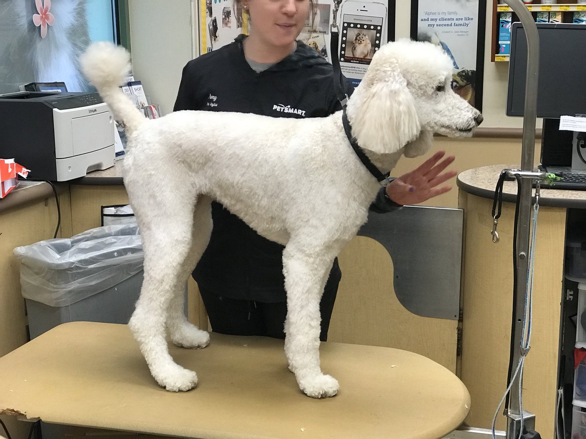 Amy did a breed specific poodle cut! #enj #northeastgrooming #0576 #poodle
