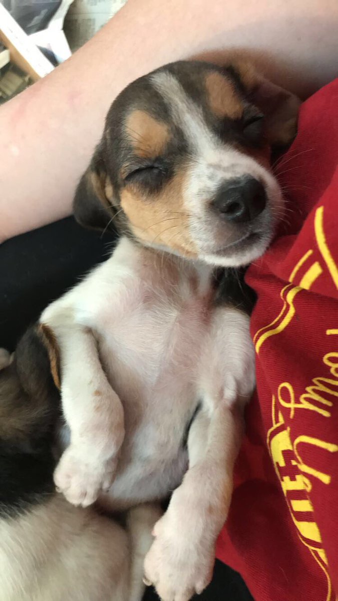 Beagle Puppies For Sale Vt
