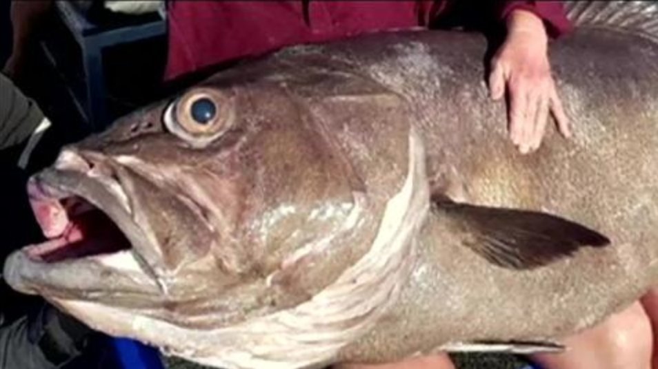 A Woman caught a grouper fish taller than her and you have to see it: bit.ly/2IqhCAy 🐟😶 https://t.co/KK896jIYGj