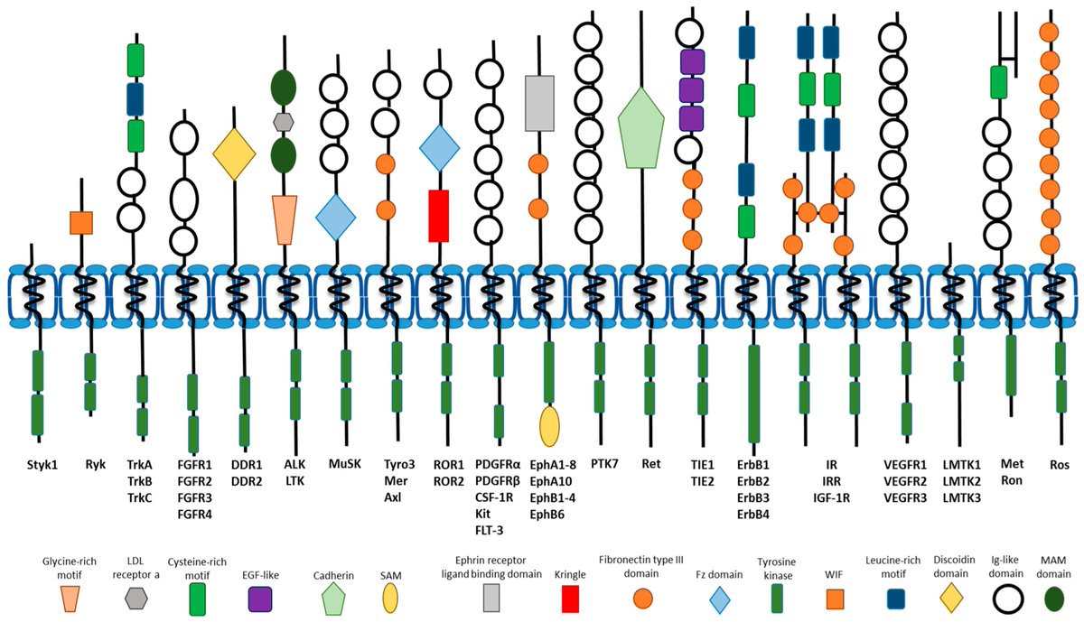 Cells_MDPI's tweet image. #mdpicells Receptor Tyrosine Kinase Ubiquitination and De-Ubiquitination in Signal Transduction and Receptor Trafficking #receptor_tyrosine_kinases #signal_transduction #Ubiquitination 
mdpi.com/272930  @MDPIOpenAccess