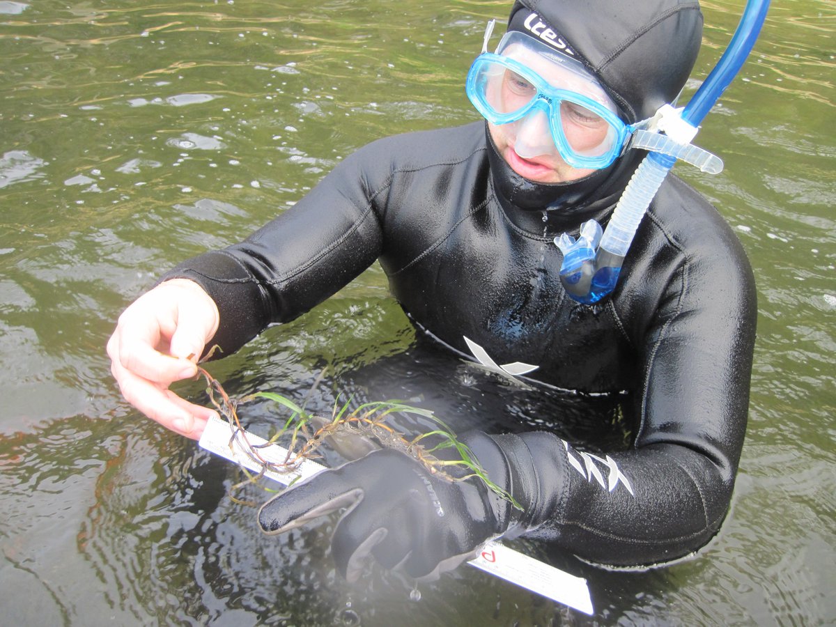 PeterMacreadie's tweet photo. Fantastic #PhD opportunity on #seagrass #restoration led by @DrCraigSherman, sponsored by @MelbourneWater and @Deakin, and involving @BlueCarbonLab @MonashUni @Emma_seagrass.

Full #scholarship and generous conditions

https://t.co/jvQQZxDuGq https://t.co/FobLvvLlpL