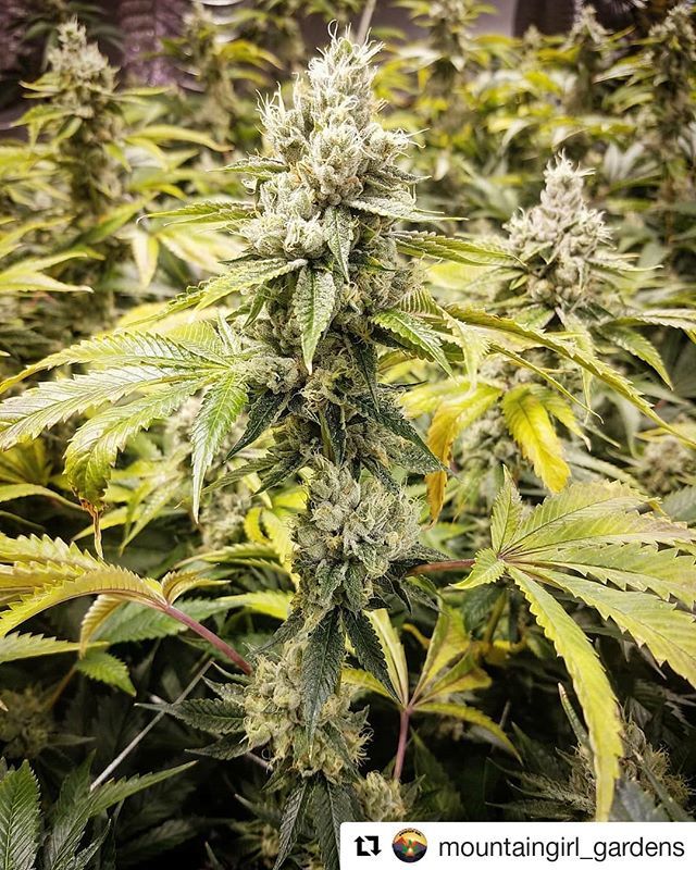 loompafarms's tweet photo. ππ½π₯π₯π₯#Repost @mountaingirl_gardens
γ»γ»γ»
Headband grown in rockwool!! π #headband #grodan #grosens #underdogog https://t.co/qKnxCWzqwr https://t.co/gOUCLULe6z