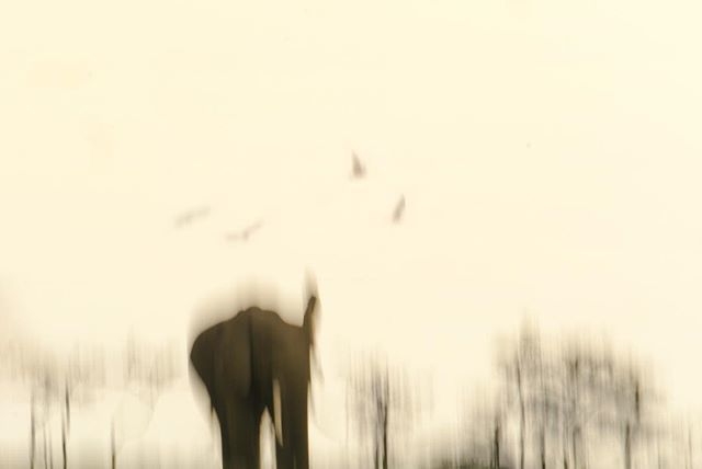 “Love her but leave her wild.” – Atticus

#Kenya #explorekenya #Africa#exploreafrica #maasaimara #elephant #wanderlusting #seetheworld #mytravelgram #moving_pictures___ #icm #slowshutter #intentionalcameramovement #photopainting #artoninstagram #inmotion #iloveblur #its_sas …