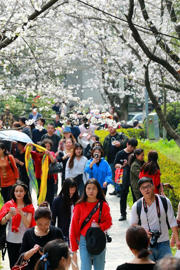 Guangming_Daily's tweet image. People view cherry blossoms at Wuhan University in C China
en.gmw.cn/2018-03/16/con…