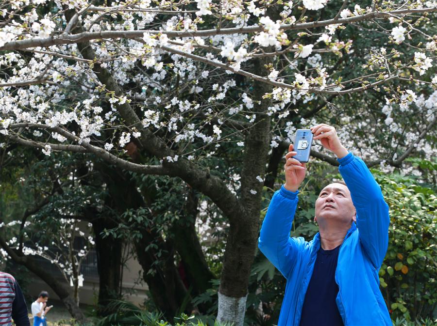 Guangming_Daily's tweet image. People view cherry blossoms at Wuhan University in C China
en.gmw.cn/2018-03/16/con…