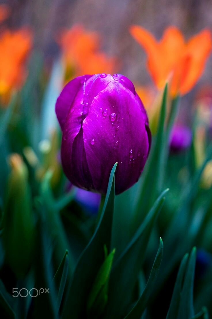 Wishing you a wonderful weekend !!
Colorful Tulips   by Diana Petrova