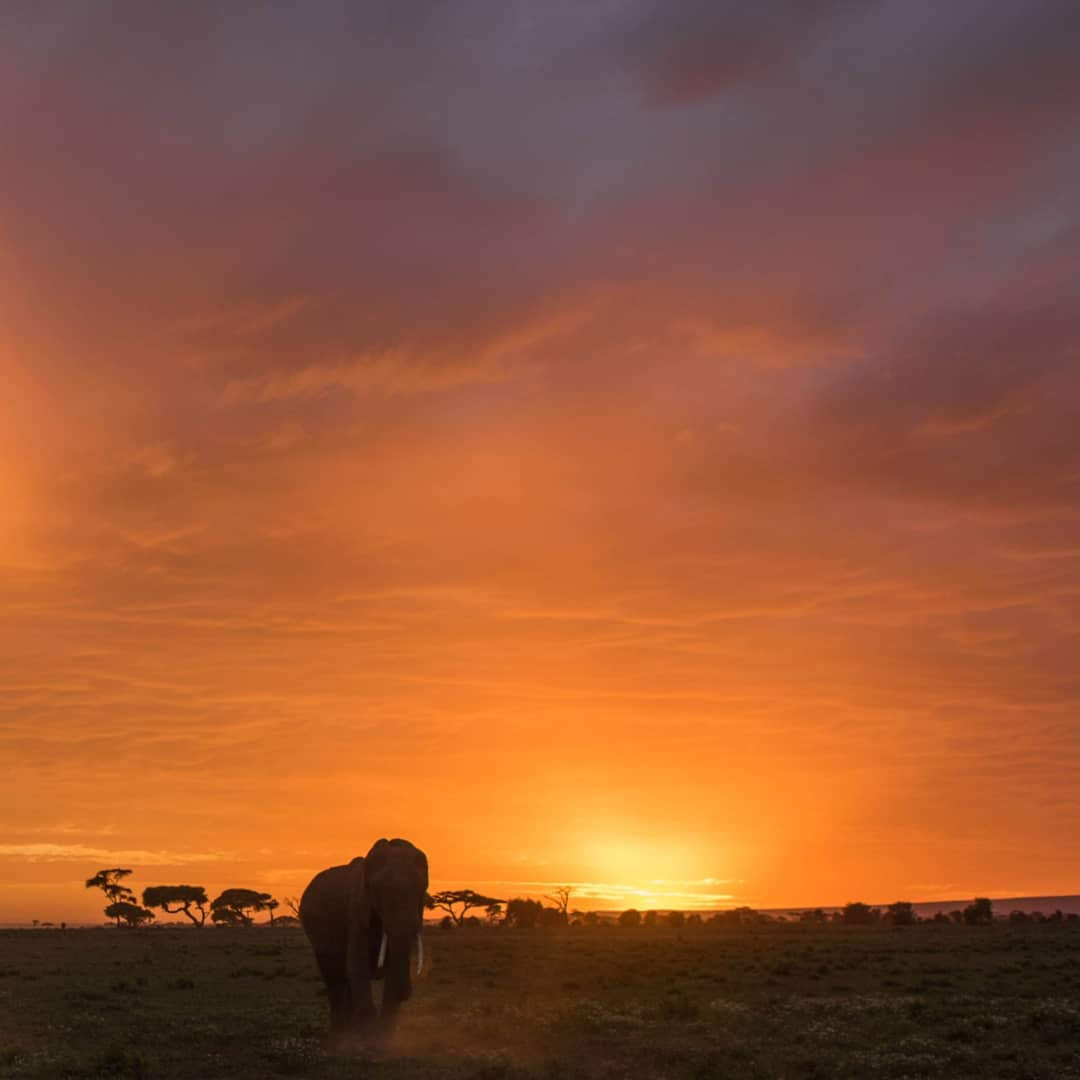 Spectacular sunrise over the Amboseli National Park.

#vscokenya #vsco