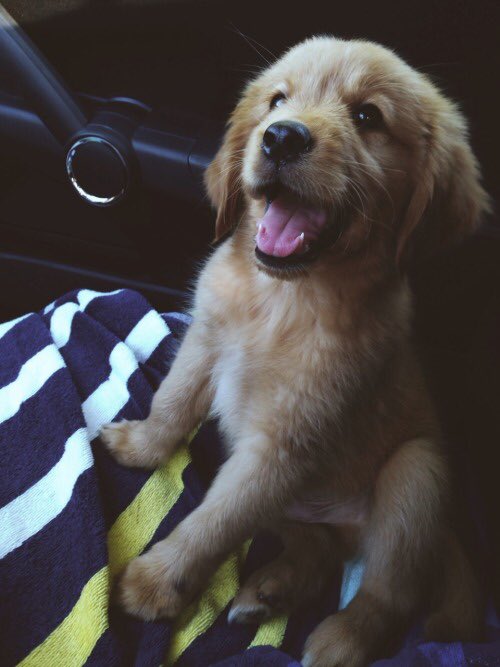 KaydenKelly5's tweet photo. get me a golden retriever and I will actually love u forever💛💛 https://t.co/HvSgCuSogQ