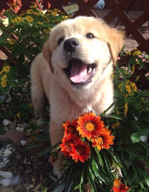 KaydenKelly5's tweet photo. get me a golden retriever and I will actually love u forever💛💛 https://t.co/HvSgCuSogQ