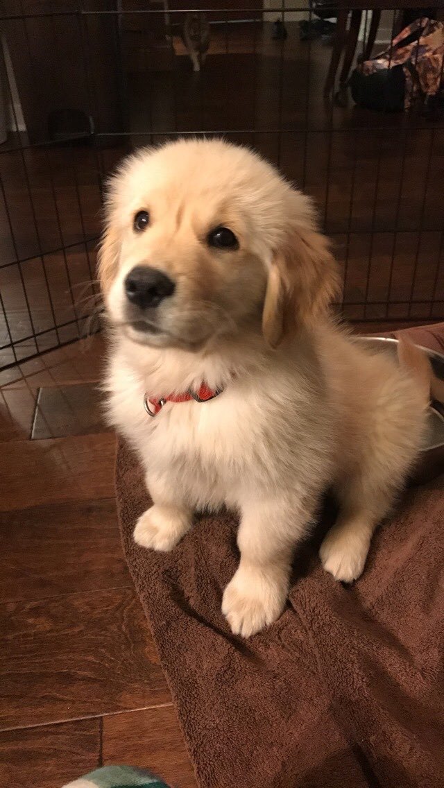 KaydenKelly5's tweet photo. get me a golden retriever and I will actually love u forever💛💛 https://t.co/HvSgCuSogQ