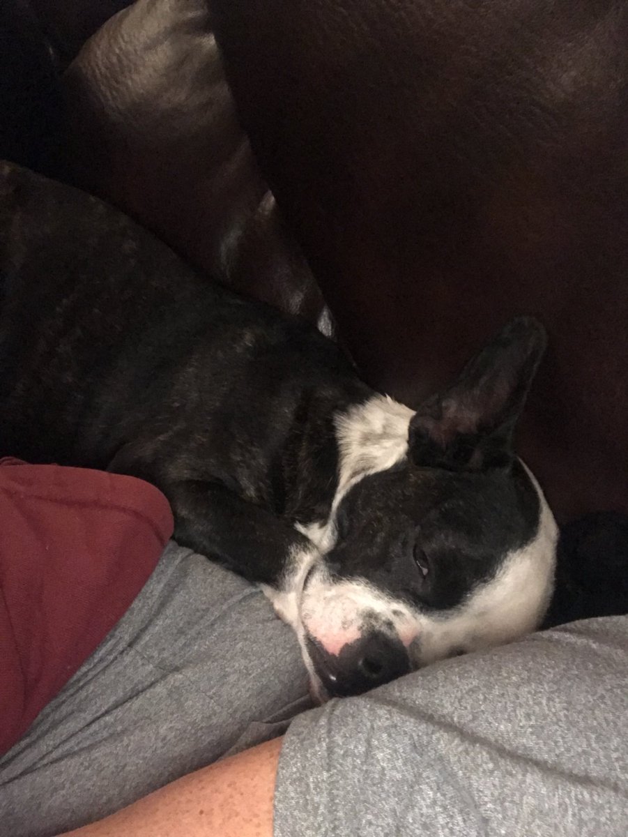 chimchimmeyers's tweet photo. BoJack Life - Loki https://t.co/7bUMiDDCWd