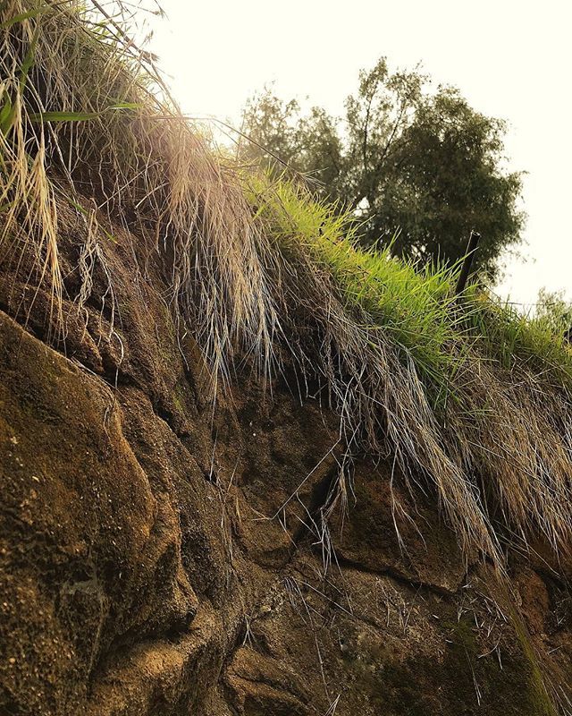 PhilMissig's tweet photo. I saw this behind a house in Echo Park recently. It epidomises a moment in time. Something about the sun falling behind the tree... the wild grasses cascading over the bedrock... very peaceful.
·
·
·
#sunset #echopark #photography #philmexposed #caravanw… https://t.co/NYUA7yNSuz https://t.co/hefTFeIGfE