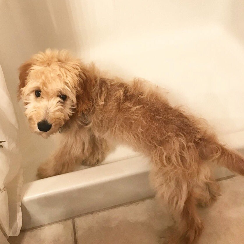 ryndella7's tweet photo. Puppy Reggie showing his love for showers while visiting my parents a year ago. #soareyougonnaturnthewateronorwhat #showertime #tbt #puppyface #waterobsessed https://t.co/sJwysuY2ez