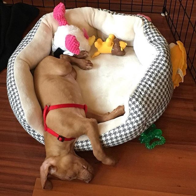 Wake me up when it’s #friyay 😴 @leah_the_vizsla #zzz #PupBox