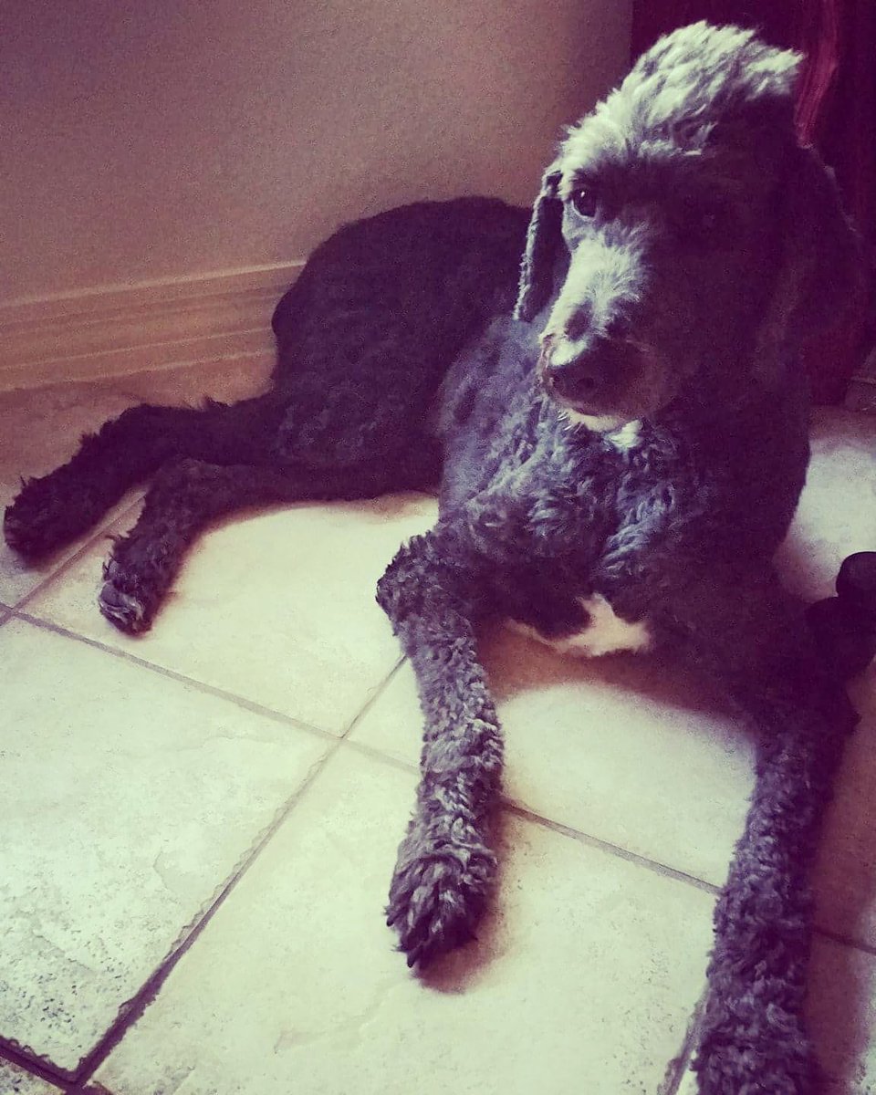 Bcckpsck's tweet image. #ThrowbackThursday

#Kioko sporting his #ModelReady #FroHawk 😏

#Sheepadoodle #AfroSamurai #DogLife #DogArt #Impressionism #Photography #Art