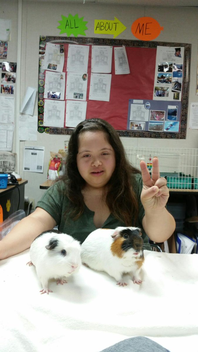 KoolKrewLV's tweet photo. The new classmates are fitting right in! @HHSCougars @CVUHSDnews @theCVway @vlandesfeind  #theCVway #guineapigs https://t.co/XSzUbysoTX