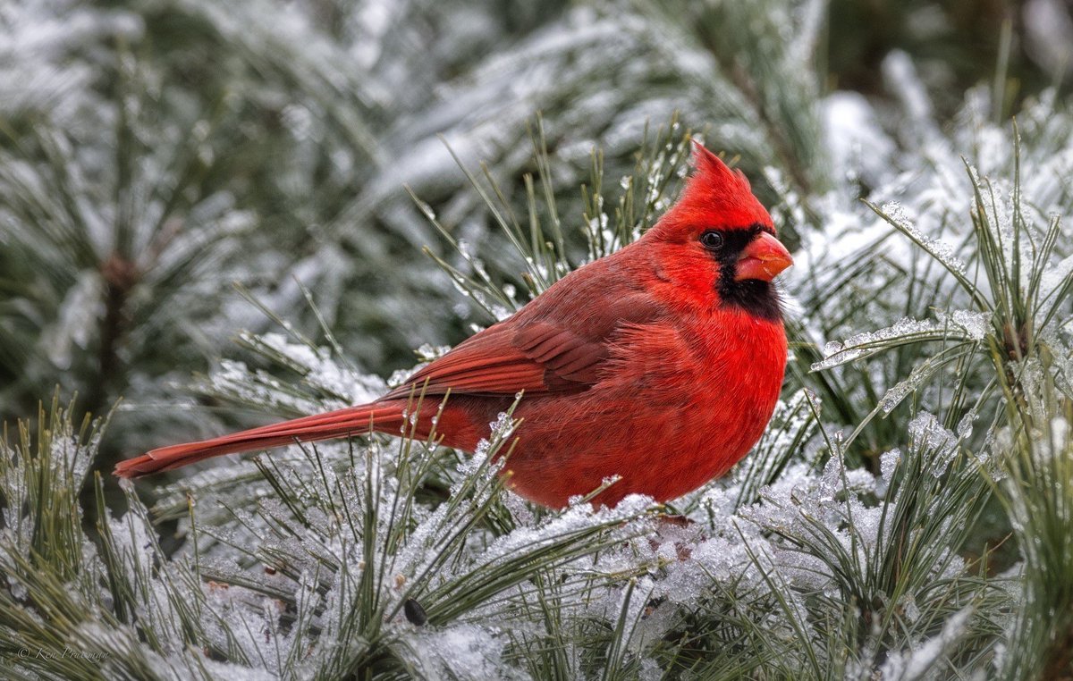 CutestBirds's tweet photo. Is it really winter if you don’t see a cardinal? ❄️

#bird #birds #birding #birdwatching #cardinal #nature #wildlife https://t.co/717AZqNQvG