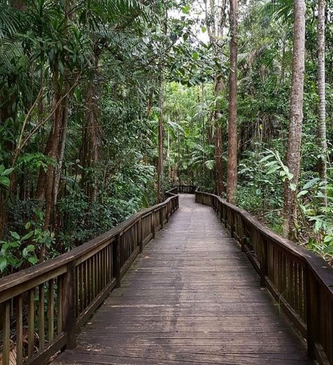 SanadCapital's tweet photo. Get those nature feels on the walk to Buderim Falls 📷@zarli_tres    #sunshinecoast https://t.co/vI4DS6GUGK
