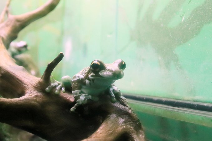 ジュウジメドクアマガエルのtwitterイラスト検索結果