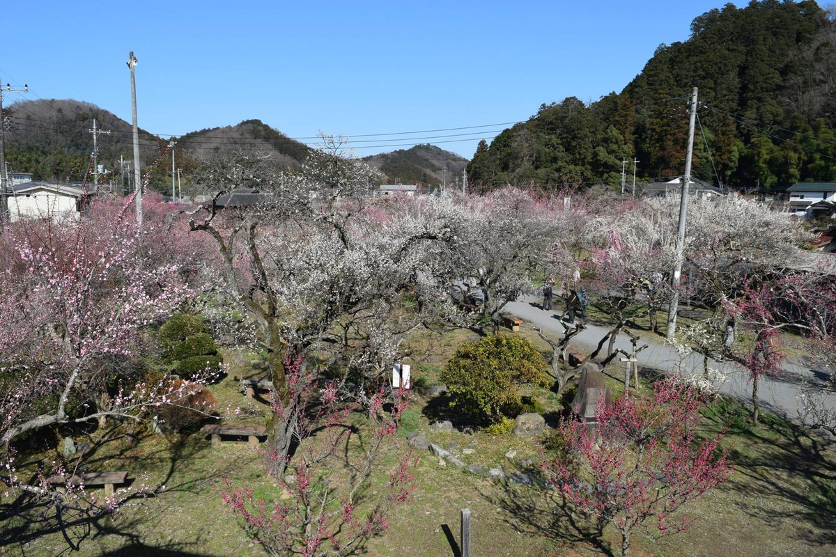 cycloquest's tweet photo. シクロクエスト in さいたまは越生、小川町、ときがわ、嵐山を主なエリアとしたイベントです。
越生の梅を満喫ください。 https://t.co/0RCRrSJykQ https://t.co/vVZQDxx3TB