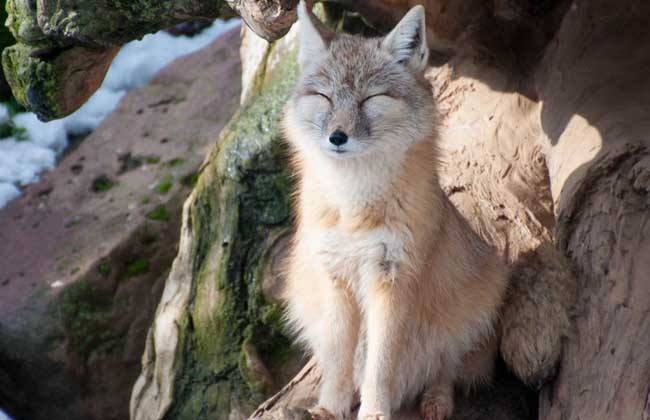 BarkhorLhasa's tweet photo. Mainly distributed in the plateau area, Tibetan foxes is an endemic species of Qinghai-Tibet Plateau of China. https://t.co/eYHW3u18Ol