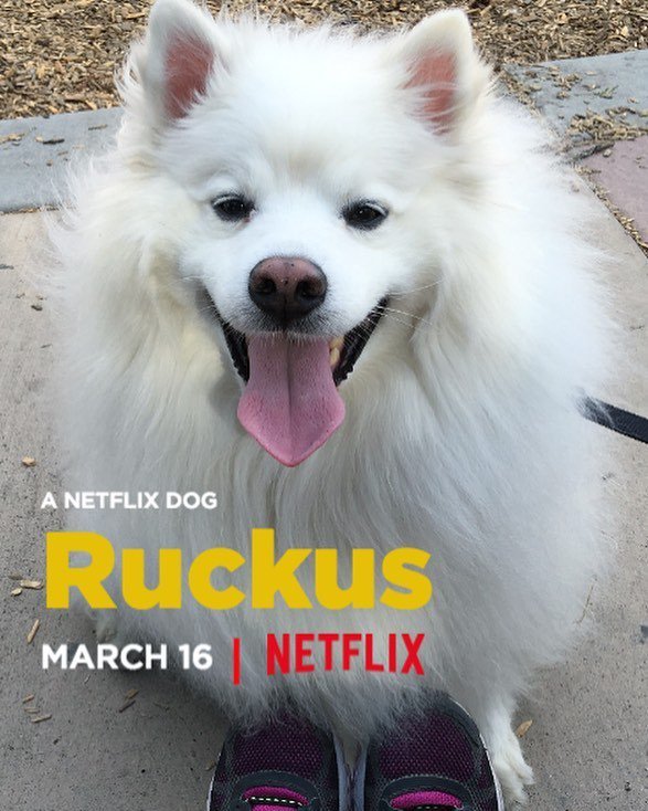 Woohoo we are teaming up with @Netflix to reveal the premiere of Benji! March 16, only on Netflix. #BenjiTheMovie <a href="/GenuineBenji/">Benji</a> ift.tt/2tSCoW7