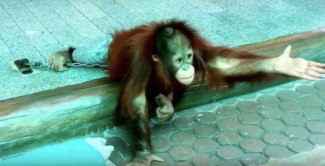 dodo's tweet image. This baby orangutan chained up at the zoo is so desperate for help. thedo.do/2FWK8ve