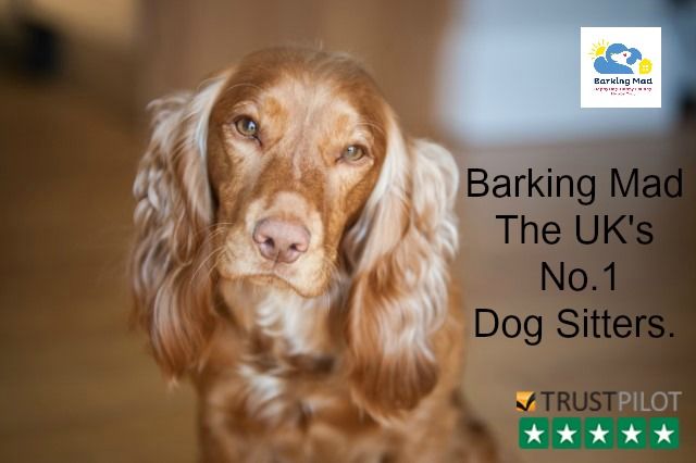 Summer is not too far away...PROMISE! Have you booked your dogs's holiday yet? <a href="/BarkingMadHQ/">Barking Mad Dog Care</a> #DogSittingFife #DogSittingAngus #DogSittingDundee