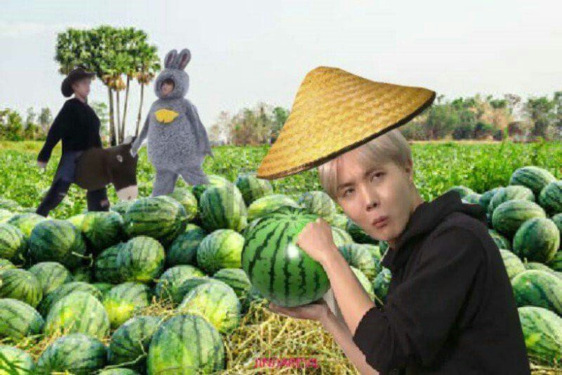 Mudeungsan watermelon is basically watermelon on steroids (LOL). They are raised at high altitudes. They are VERY expensive ($300-500) since it is very difficult to grow/requires particular conditions. They’re also a lot bigger (10-20kg) and sweeter than normal watermelons.