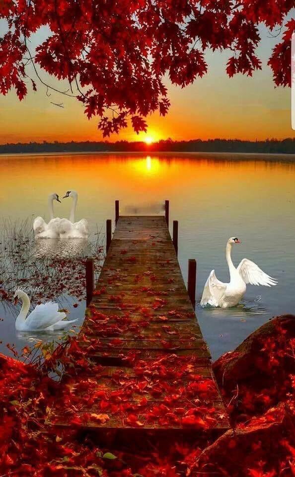 Shaukat96101741's tweet photo. Lovely Friday for all dear friends💕 https://t.co/htX7ab5Onk
