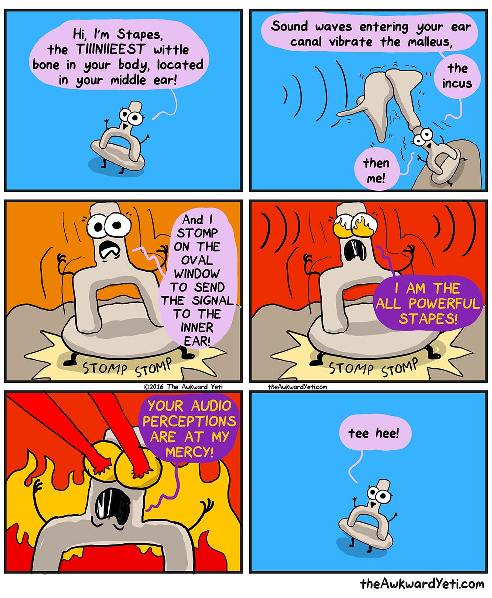 amandameyerphd's tweet photo. Yesterday in #IMED1001 we discussed the ~ 80 bones of the #AxialSkeleton including #stapes.
Always reminds me of this awesome @theawkwardyeti comic https://t.co/mQp9ktNyea