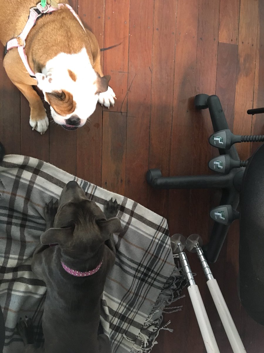 Smiling_Mind's tweet photo. Dog days @Smiling_Mind #daisy vs #chilli #friyay #friday #mindfuldogs 🐕 🐶 https://t.co/YtQof0MXLz