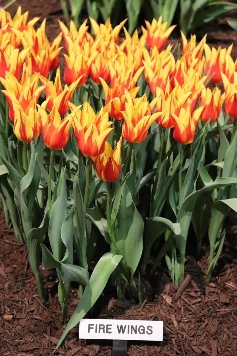 TuBloom's tweet photo. #TULIPS🌷that have naturalized beautifully in my #garden creations. #Dreamy is an understatement, thanks @Doornborsch bros @ChicagoFlower @SVandervlugt -  @RS_MCIHort @kgimson @HarrietRycroft @Phytonerd @TommyTonsberg @AbruscatoTony @SamLemheney @HughE_Dillon @abanajacobs #bulbs https://t.co/po1Low6Ui0