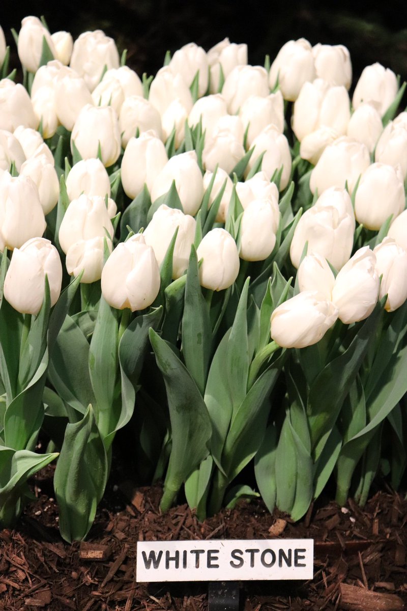 #TULIPS🌷that have naturalized beautifully in my #garden creations. #Dreamy is an understatement, thanks @Doornborsch bros @ChicagoFlower <a href="/SVandervlugt/">Susan Vandervlugt</a> -  @RS_MCIHort <a href="/kgimson/">k gimson 🌻🐝</a> <a href="/HarrietRycroft/">Harriet Rycroft</a> @Phytonerd <a href="/TommyTonsberg/">Tommy Tønsberg</a> @AbruscatoTony <a href="/SamLemheney/">Sam Lemheney</a> <a href="/HughE_Dillon/">PhillyChitChat</a> <a href="/abanajacobs/">AJ</a> #bulbs