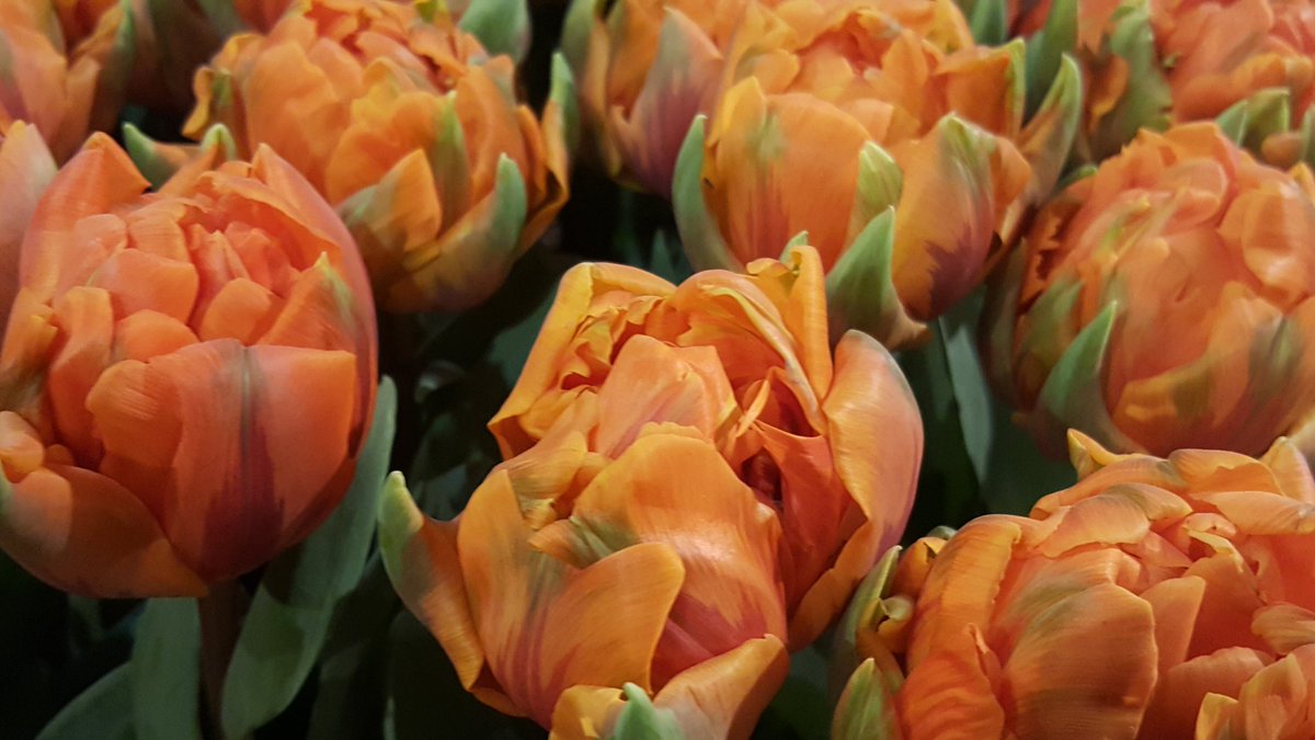 TuBloom's tweet photo. #TULIPS🌷that have naturalized beautifully in my #garden creations. #Dreamy is an understatement, thanks @Doornborsch bros @ChicagoFlower @SVandervlugt -  @RS_MCIHort @kgimson @HarrietRycroft @Phytonerd @TommyTonsberg @AbruscatoTony @SamLemheney @HughE_Dillon @abanajacobs #bulbs https://t.co/po1Low6Ui0