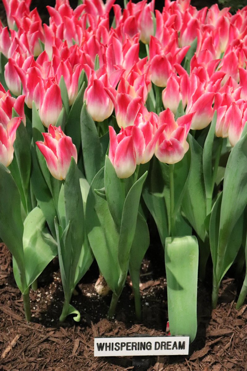 TuBloom's tweet photo. #TULIPS🌷that have naturalized beautifully in my #garden creations. #Dreamy is an understatement, thanks @Doornborsch bros @ChicagoFlower @SVandervlugt -  @RS_MCIHort @kgimson @HarrietRycroft @Phytonerd @TommyTonsberg @AbruscatoTony @SamLemheney @HughE_Dillon @abanajacobs #bulbs https://t.co/po1Low6Ui0