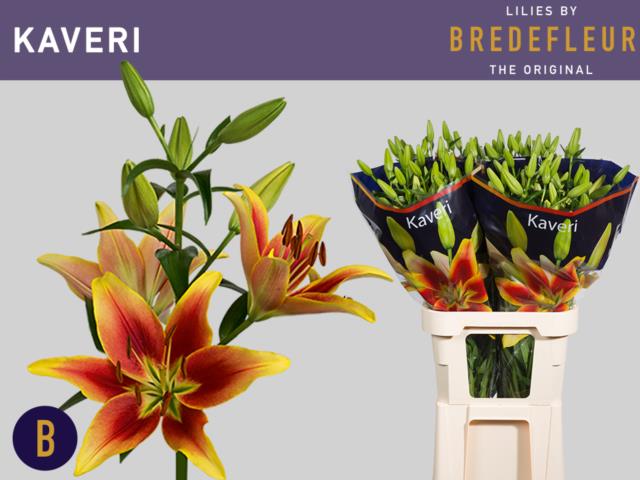 Wat krijg je als je een Oriental met een Aziatische #lelie kruist? Deze mooie #kaveri van <a href="/Bredefleur/">Bredefleur</a> op #klok1