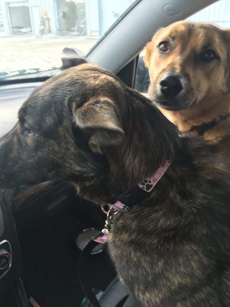 IndigenousXca's tweet image. Chelsea said I can tweet whatever I want so here it goes: 
these are my dog-daughters, Cedar &amp;amp; Willow. #rezdogs #lovesofmylife ❤️❤️